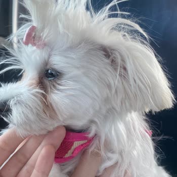 Köpeğime Yanlış Tıraş Ve İlgisiz Hizmet: Beklentilerim Tamamen Karşılanmadı