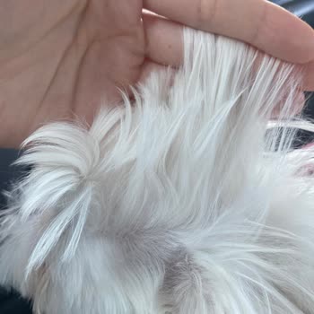 Köpeğime Yanlış Tıraş Ve İlgisiz Hizmet: Beklentilerim Tamamen Karşılanmadı