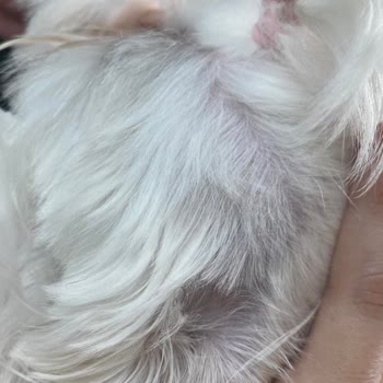 Köpeğime Yanlış Tıraş Ve İlgisiz Hizmet: Beklentilerim Tamamen Karşılanmadı