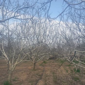 Ceviz Bahçesinde Dondan Sonra Hasar Yok Raporu Verilmesi Mağduriyet Yarattı