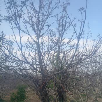 Ceviz Bahçesinde Dondan Sonra Hasar Yok Raporu Verilmesi Mağduriyet Yarattı