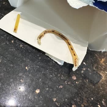 Barilla Gıda Ürününde Hijyen Ve Kontrol Sorunu Yaşadım