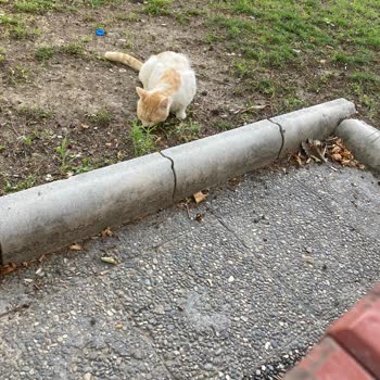 Popeyes'ten Gelen Eksik Pişmiş Tavuk Ve İletişim Sorunu