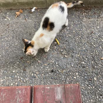 Popeyes'ten Gelen Eksik Pişmiş Tavuk Ve İletişim Sorunu