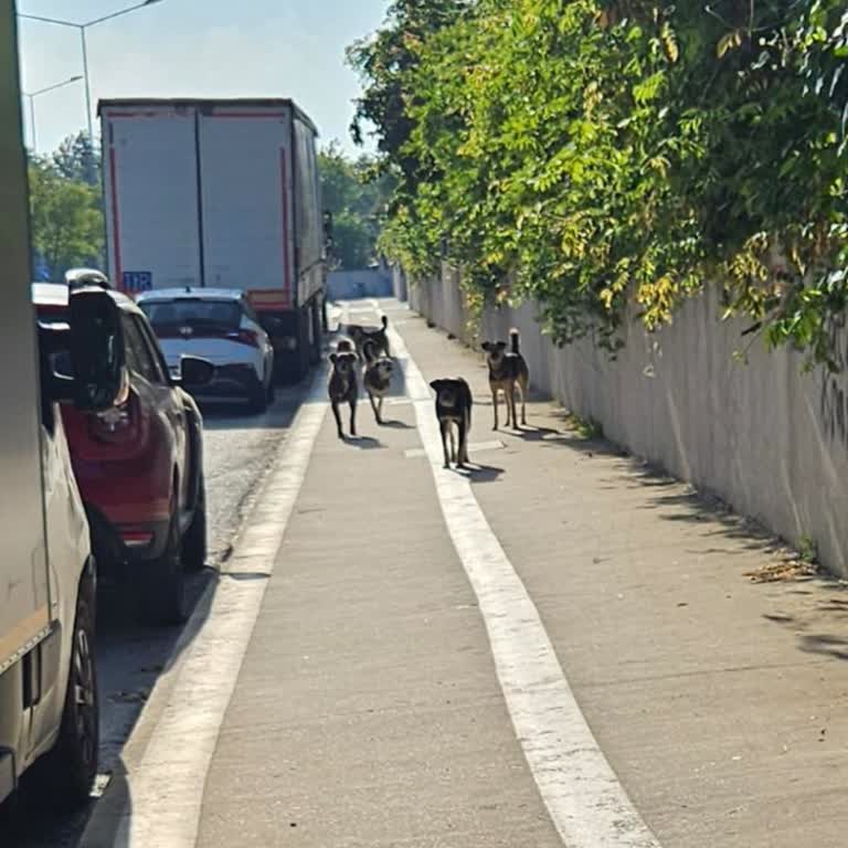 Pendik Reyhan Caddesi'nde Sahipsiz Köpekler Nedeniyle Güvenlik Tehlikesi ve Belediyenin İlgisizliği