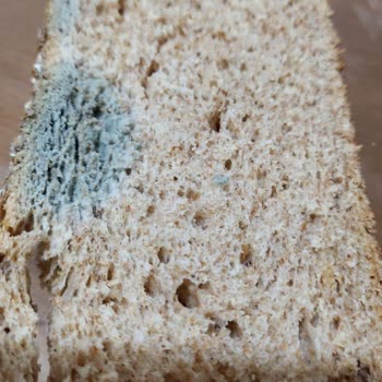 Küflü Ve Eksik Ürün Teslimatı Müşteri Memnuniyetini Zedeliyor