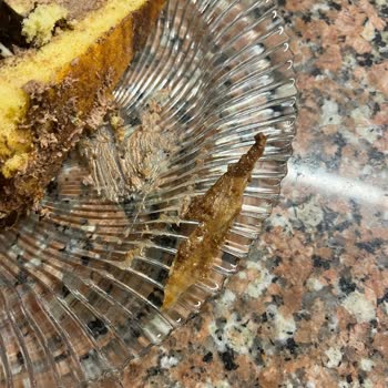 Pastadan Çıkan Kağıt Parçası Şoku