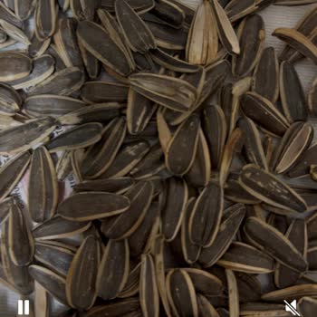 Aldığım Amigo Çekirdekte Boş Ve Kabuklu Ürün Sorunu