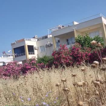 Didim Belediyesi Otları Kesilmesini Talep Ediyoruz!