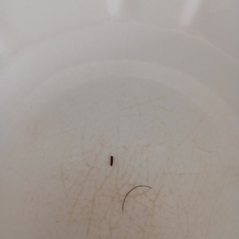 İndomie Noodle İçinden Böcek ve Kıl Çıkmasıyla Yaşanan Hijyen Sorunu