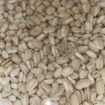 Duru Kuru Fasulyede Kalite Sorunu Ve Beklenmeyen Filizlenme