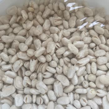 Duru Kuru Fasulyede Kalite Sorunu Ve Beklenmeyen Filizlenme