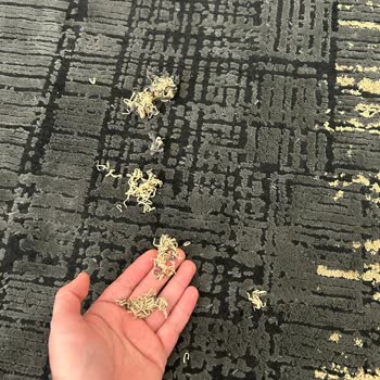 Aldığım Tierra Halılar Sürekli İplik Atıyor Ve İnceliyor, Evde Temizlik Bitmiyor