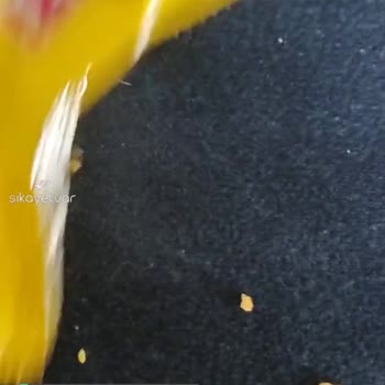Eti Krakerden Taş Gibi Bir Şey Çıktı