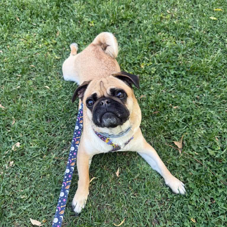 Köpeğimle Kafeye Alınmadım, Personelin Üslubu Kötüydü