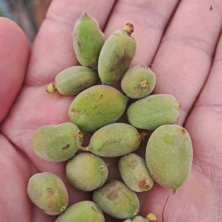 TARSİM Eksperlerinin Hasar Tespitinde Adaletsizlik Mağduriyeti