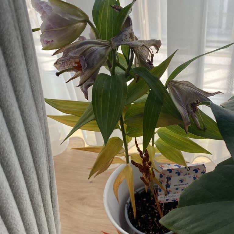 Sipariş Ettiğim Lilyum Çiçeği Kısa Sürede Soldu Ve Param Boşa Gitti