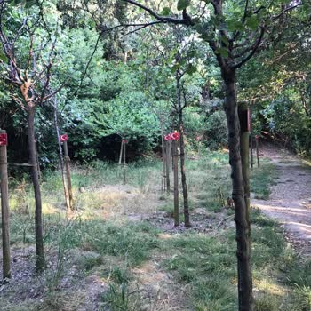 Şehitler İçin Dikilen Ağaçlar Bakımsızlığa Terk Edildi