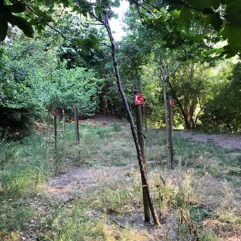 Şehitler İçin Dikilen Ağaçlar Bakımsızlığa Terk Edildi