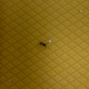 Yemeklerde Hijyen Sorunu Ve Sinek Problemi