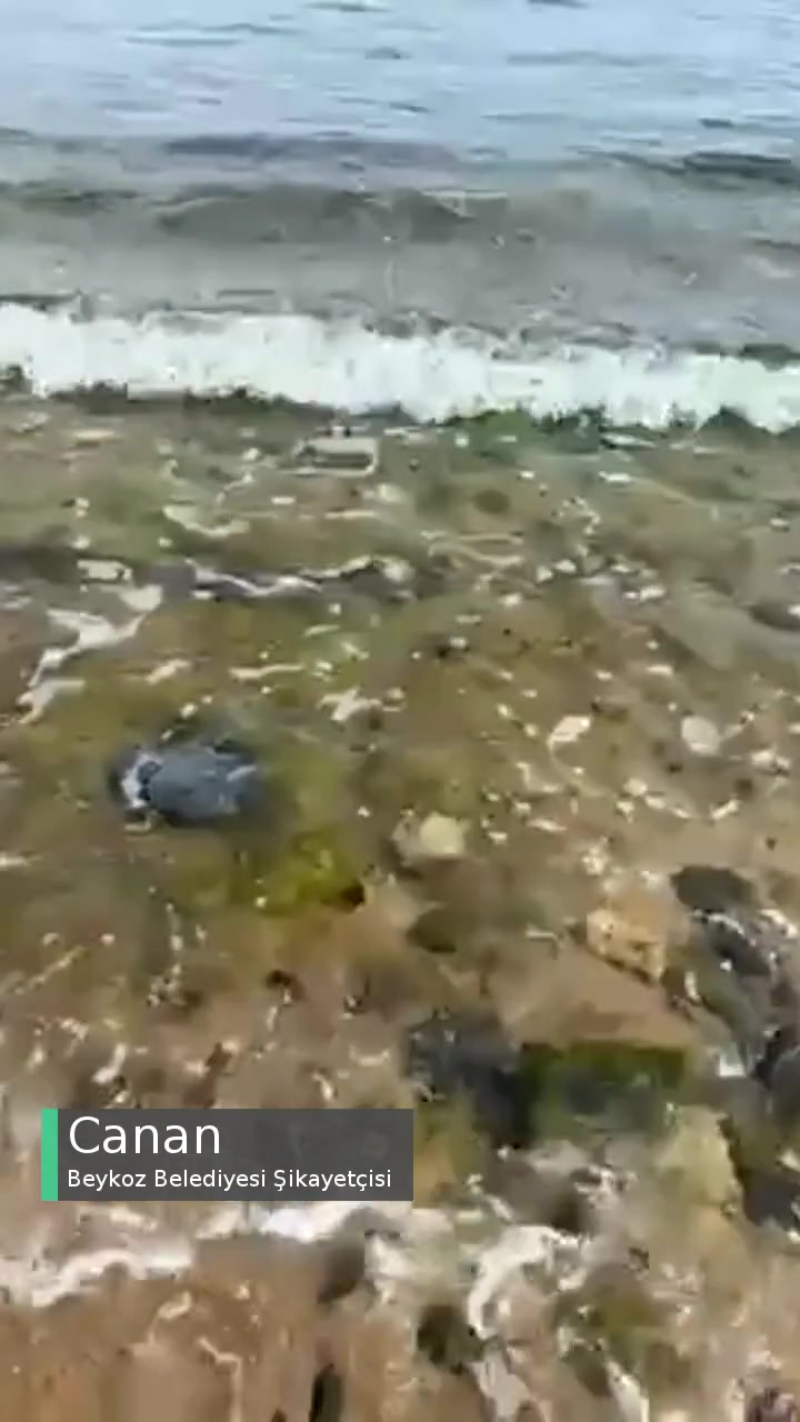 Beykoz Belediyesi Riva Elmasburnu Plajı Pis! videonun kapak resmi