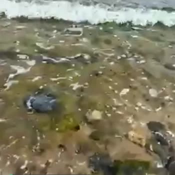 Beykoz Belediyesi Riva Elmasburnu Plajı Pis!