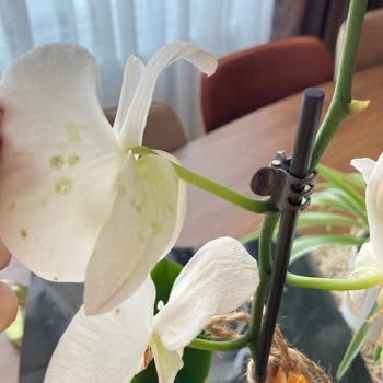 Eksik Ve Hastalıklı Orkideye Çözüm Sunulmadı, Mağdur Edildim