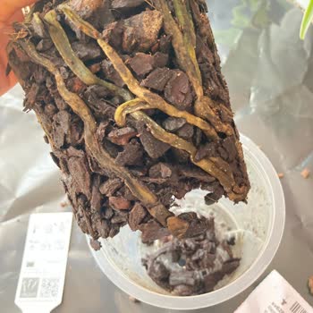 Eksik Ve Hastalıklı Orkideye Çözüm Sunulmadı, Mağdur Edildim