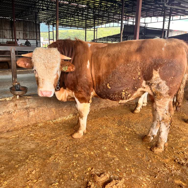 Hacıoğlu Besi Çiftliği Kurbanımın Değiştirilmesi Ve Bayramda Mağduriyet Yaşadım