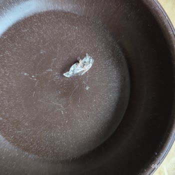 Polonez Dana Sosisin İçinden Plastik Çıkması Ve Güven Sorunu