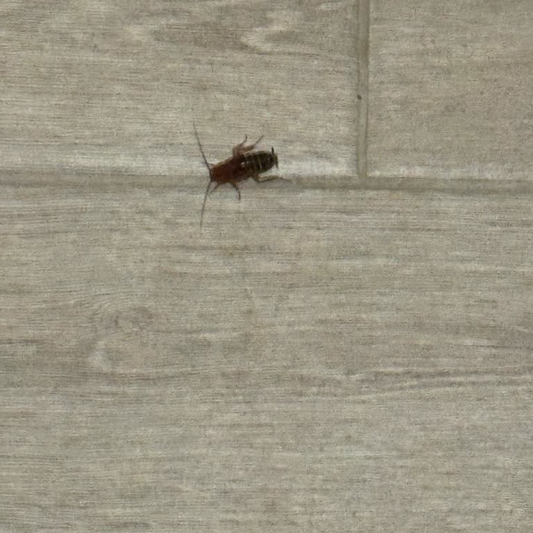 Grand Cortez Otel'de Hayal Kırıklığı: Temizlik Ve Hizmet Sıfır