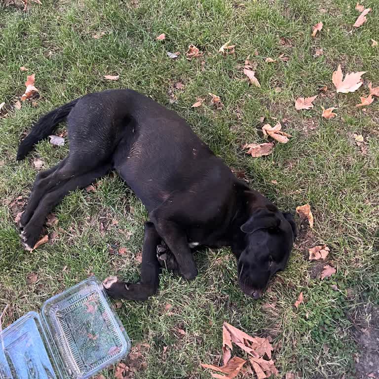 Antalya Büyükşehir Belediyesi Otobüs Şoförünün Sokak Hayvanına Zarar Vermesi Ve İlgisizliği