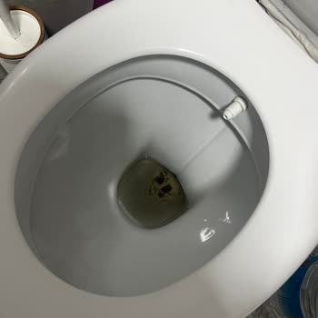 Klozetimizden Fare Çıkıyor, Sağlığımız Tehlikede!