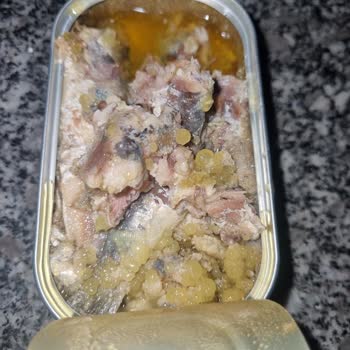 Dardanel Hediye Ton Balığında İştah Kaçıran Sarı Balık Yumurtaları