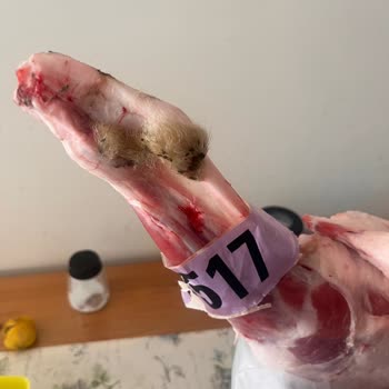 Kurban Etinde Hijyen Sorunu Ve Yetersiz Destek