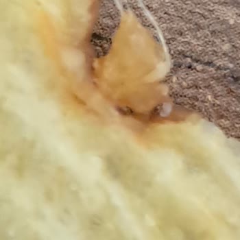 A101 Samba Cipsin İçinden Çıkan İplikler Güvenimi Sarstı!