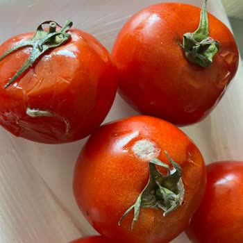 Migros Marketten Aldığım Domateslerin Bozuk Çıkması