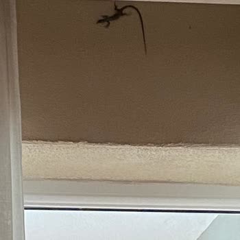 Otel Odasında Hijyen Ve Temizlik Sorunları Yaşadık, Havuz Da Temizlenmedi