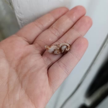 Detay Gıda Lord Çikolatadan Kıl Çıktı