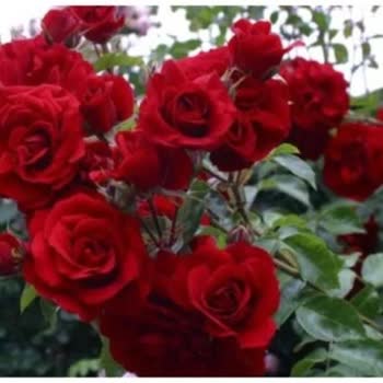 Ürün Görseliyle Farklı Geldi İade Ve İletişimde Sorun Yaşadım