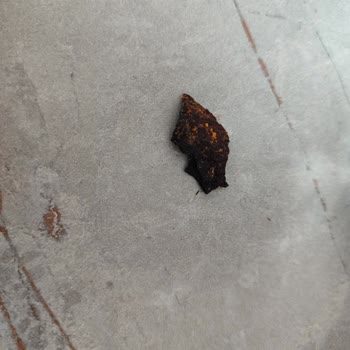 Doritos Cipsin İçinden Yanmış Ve Tanımsız Madde Çıktı, Güvenimiz Sarsıldı