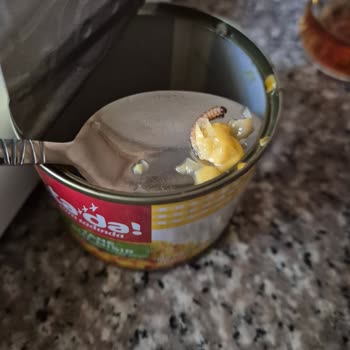 Konserve Mısırda Kurt Şoku: Tüketici Sağlığı Tehlikede