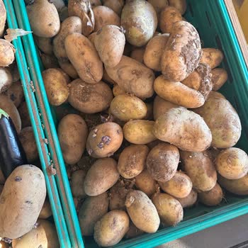 Şok Markette Filizlenmiş Patates Sağlığı Tehdit Ediyor