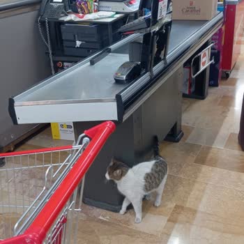 BİM Mağazasında Hijyen Kurallarına Uyulmaması Ve Kedinin Sürekli Dolaşması