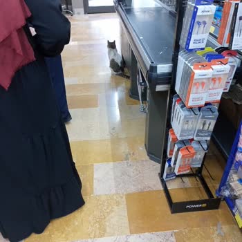 BİM Mağazasında Hijyen Kurallarına Uyulmaması Ve Kedinin Sürekli Dolaşması