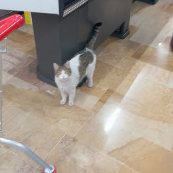 BİM Mağazasında Hijyen Kurallarına Uyulmaması Ve Kedinin Sürekli Dolaşması