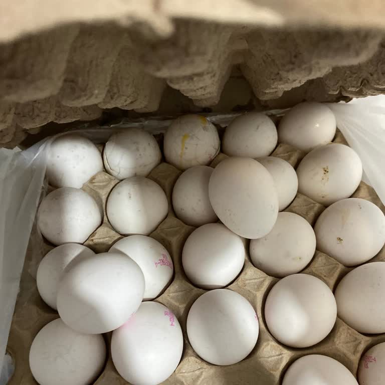 Bozuk Ve Kokan Yumurtalar Nedeniyle Sağlık Riski