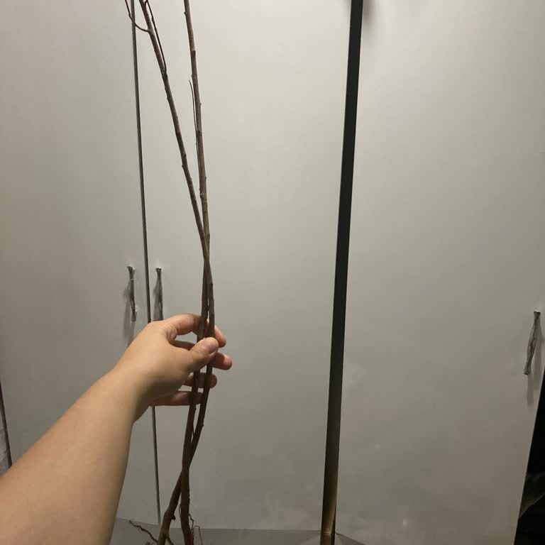 Eksik Ve İletişimsiz Gönderim: Gökkuşağı Ağacı Fidesi Hayal Kırıklığı