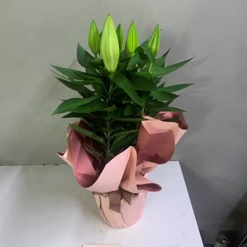 Özel Günümde Yanlış Ve Kalitesiz Çiçek Teslimatı