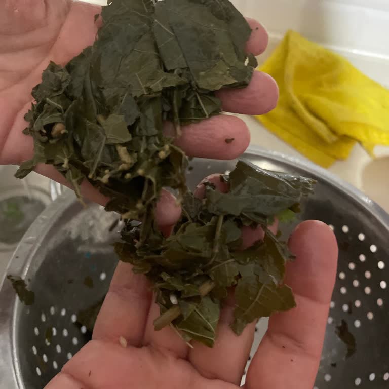 Aldığım Üzüm Yaprakları Çürük Ve Kullanılamaz Çıktı